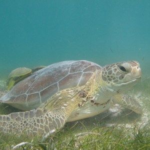 Meet your Posher, Heath